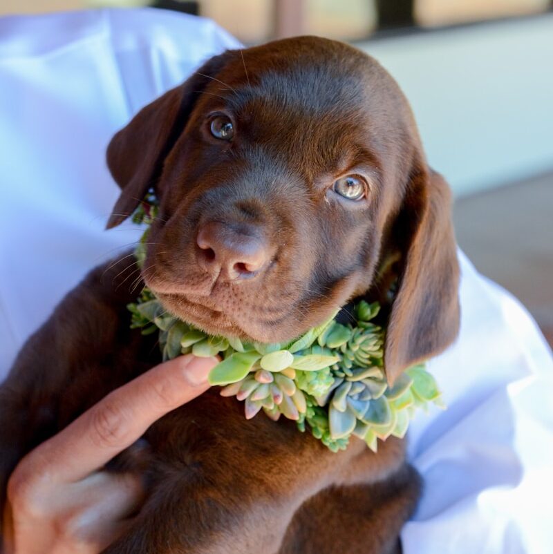 black short coated puppy on white textile