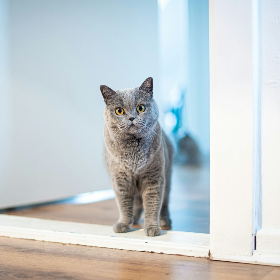 long-fur brown cat standing near opened-door door